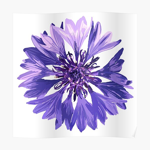 Mountain Cornflower Poster