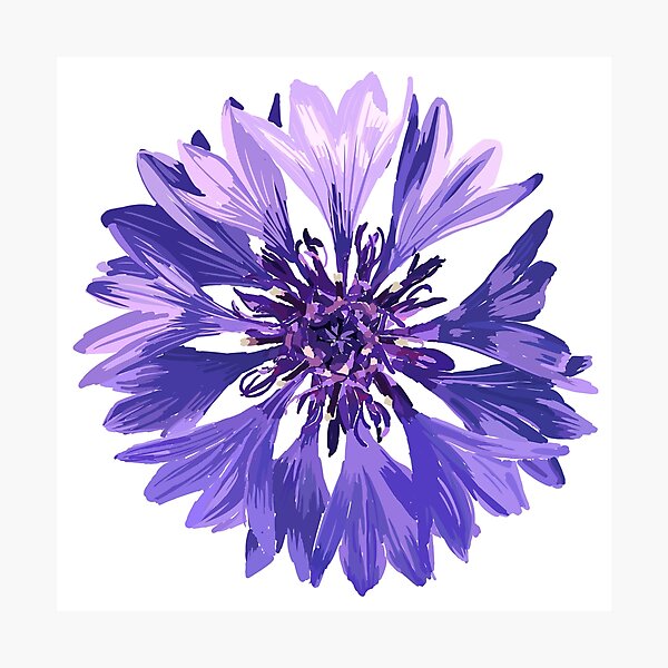Mountain Cornflower Photographic Print