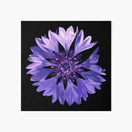 Mountain Cornflower - Black Art Board Print