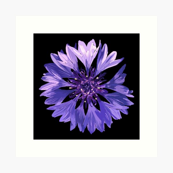 Mountain Cornflower - Black Art Print