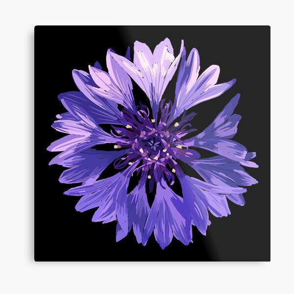 Mountain Cornflower - Black Metal Print