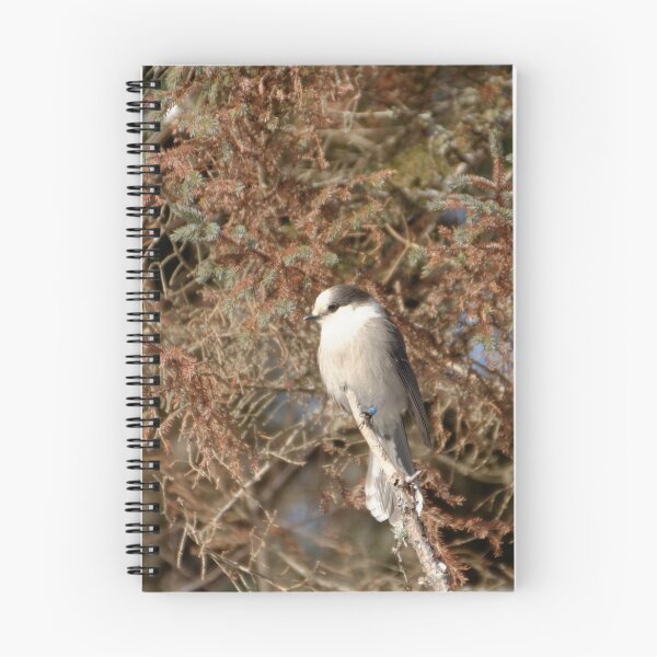 Item preview, Grey Jay/Canada Jay/Whiskey Jack designed and sold by rodmacpherson.
