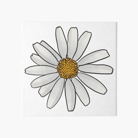 Oxeye Daisy Art Board Print