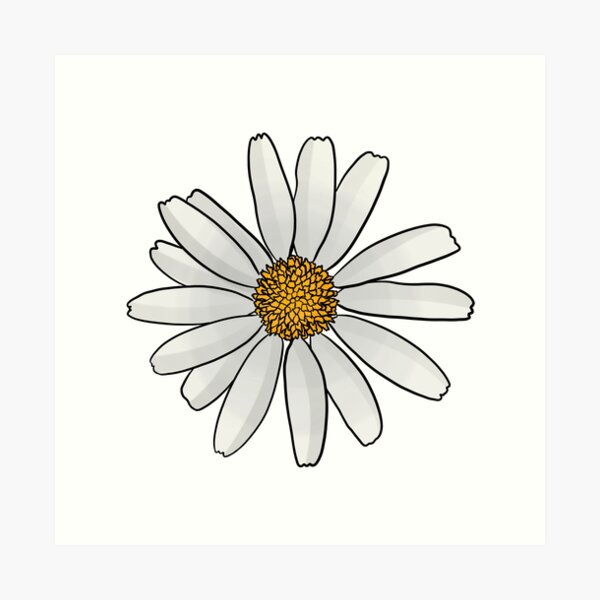 Oxeye Daisy Art Print