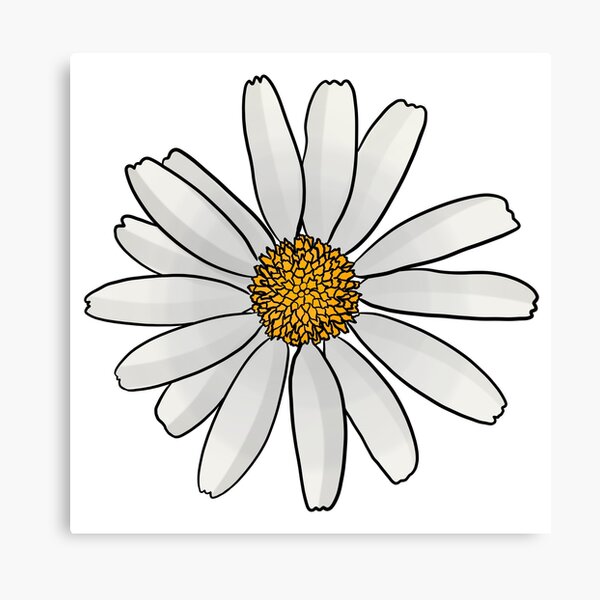 Oxeye Daisy Canvas Print