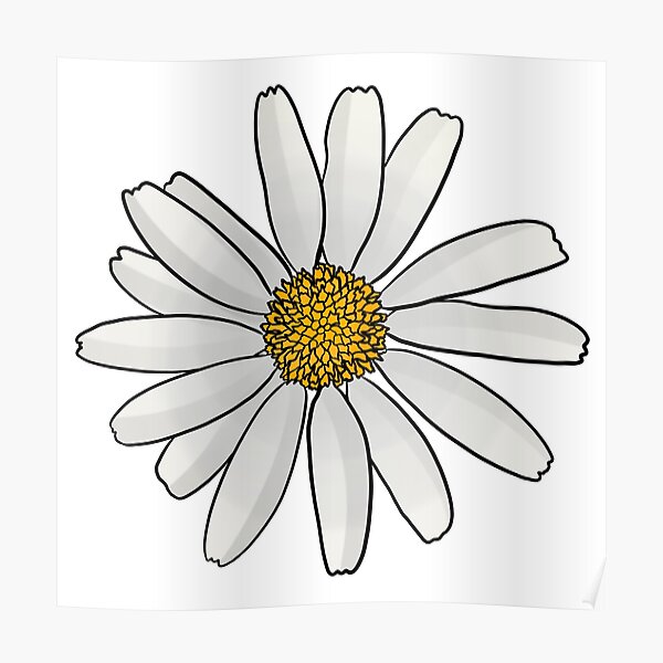 Oxeye Daisy Poster