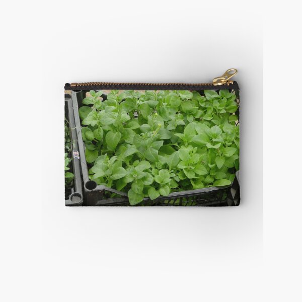 Item preview, Petunia green flower seedlings in plastic boxes designed and sold by mrivserg.