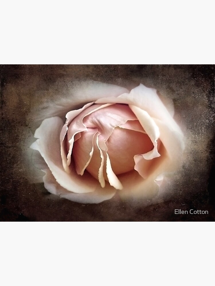 My Love is Unfolding by ellcot