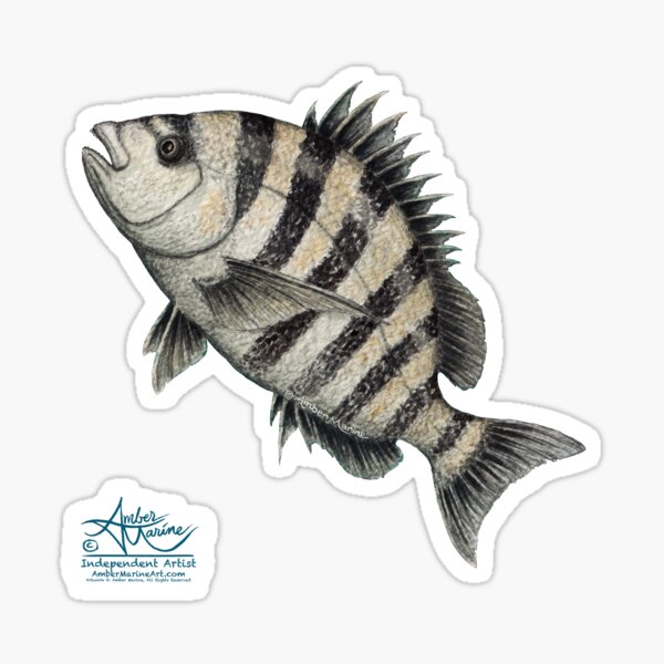 "Sheepshead Splash" by Amber Marine, watercolor fish art, © 2016 Sticker