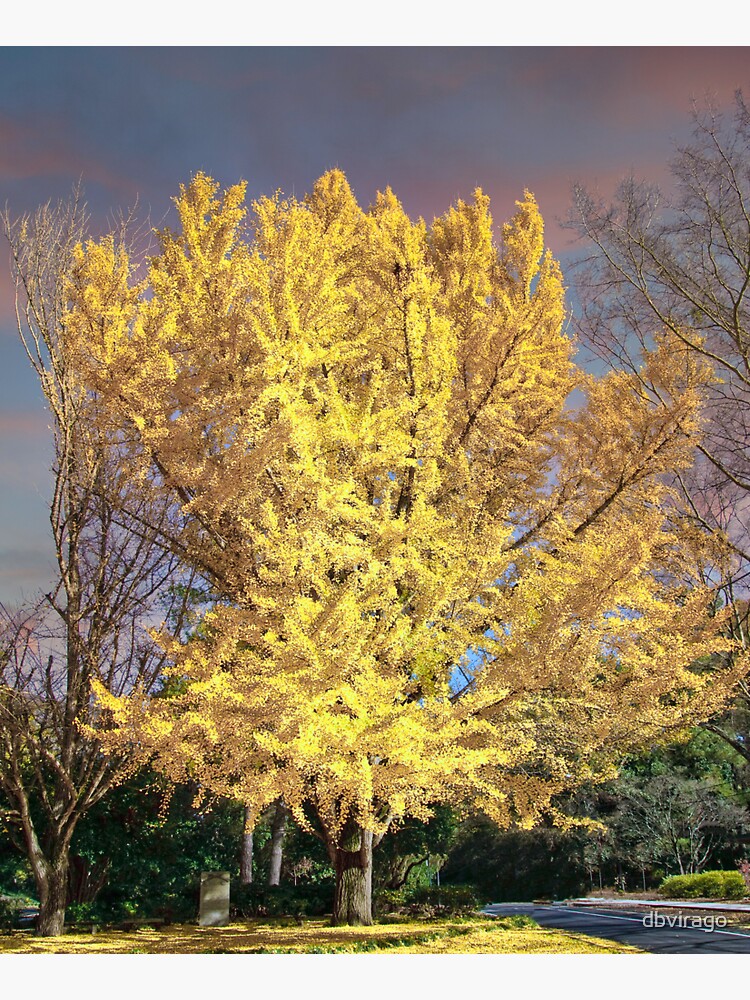 "Golden Linden Tree Under Autumn Sky" Tote Bag by dbvirago ...