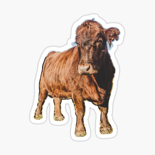 How Now Brown Cow Gifts & Merchandise for Sale | Redbubble How Now Brown Cow Gifts & Merchandise for Sale | Redbubble