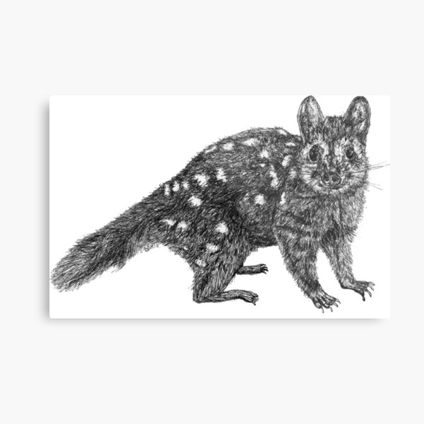Amanda the Quoll Metal Print