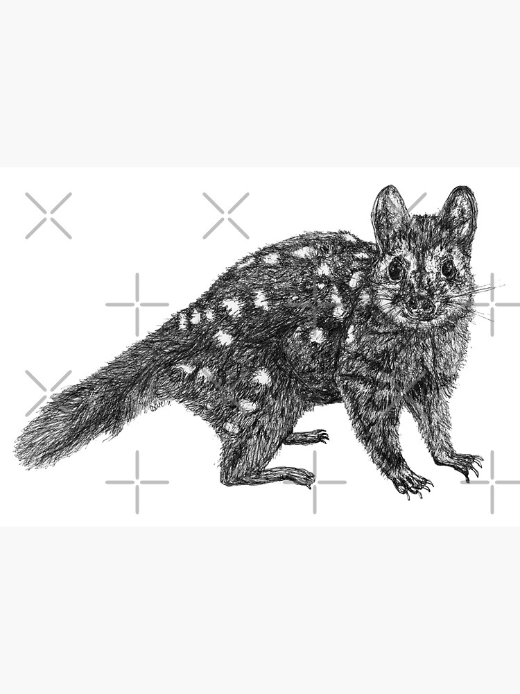 Amanda the Quoll by Wildcard-Sue