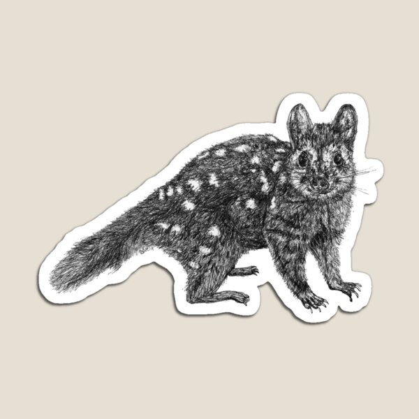 Amanda the Quoll Magnet