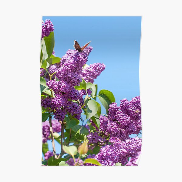 Lilac Bloom and Butterfly Poster