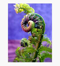 pig tails on a fern Photographic Print