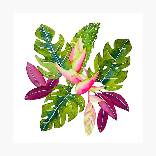 Hanging Heliconia Photographic Print