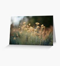 Untitled Greeting Card