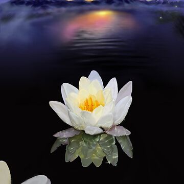 Artwork thumbnail, Lotus at Dawn by Aaron Bolton