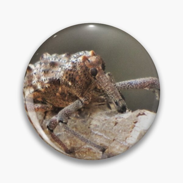 Item preview, Star Wars Beetle designed and sold by David Peake.