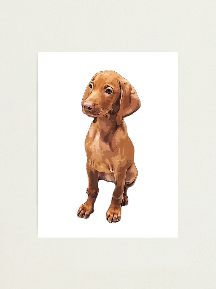HUNGARIAN VIZSLA LOVELY DOG ART SKETCH PRINT POSTER 