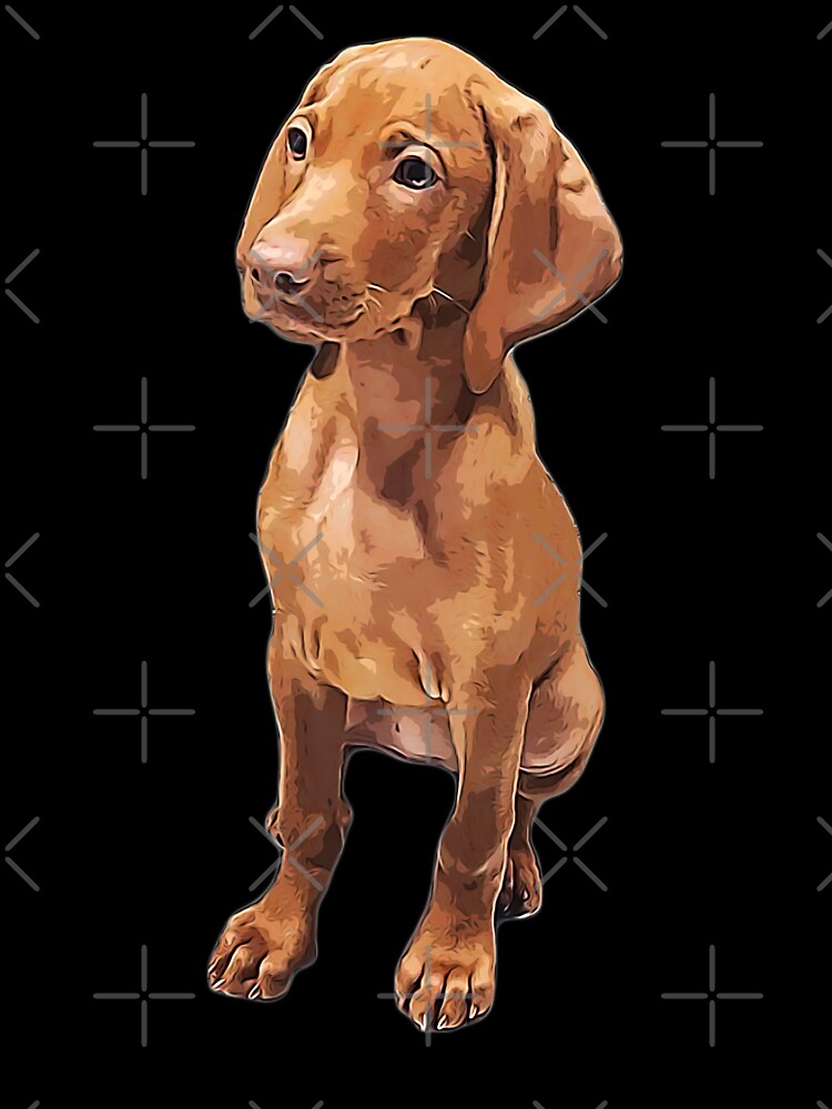 vizsla cute