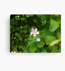 Bloom Canvas Print