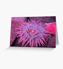 Anemone Greeting Card