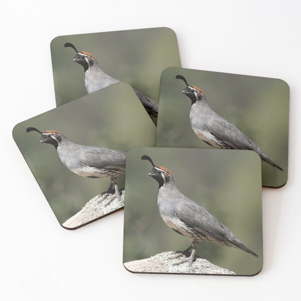 Item preview, Male Gambel's Quail on Watch designed and sold by MomentofPercep.
