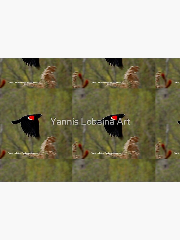 Red winged blackbird By Yannis Lobaina by lobaina1979