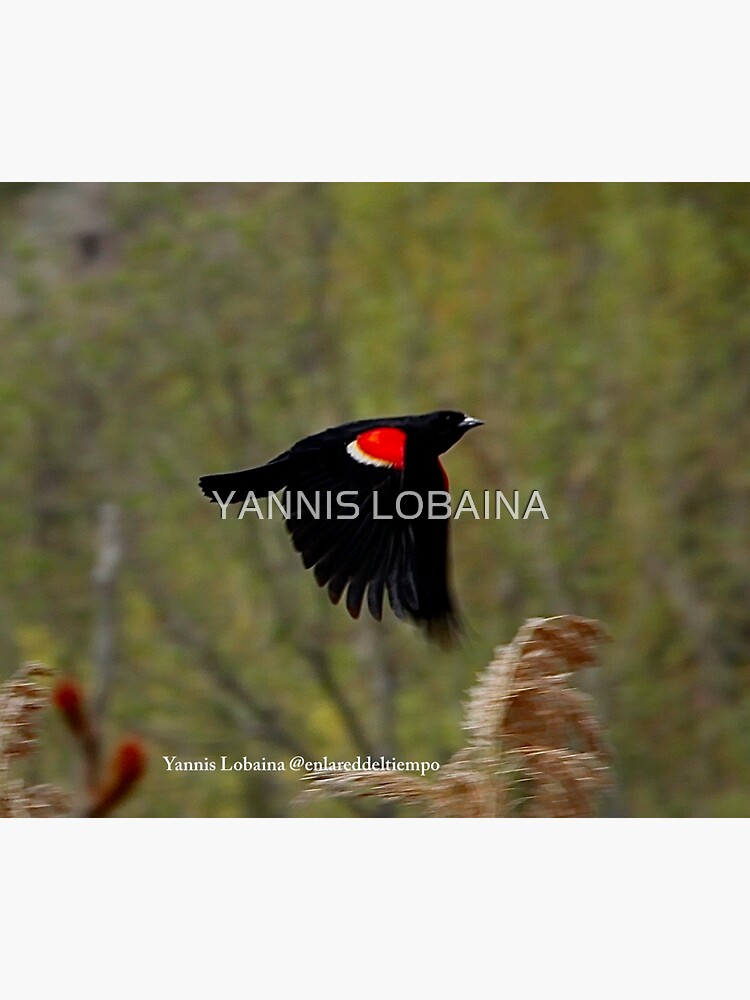 Red winged blackbird By Yannis Lobaina by lobaina1979