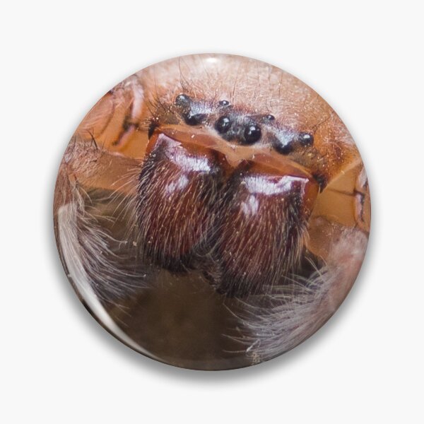 Item preview, Huntsman spider designed and sold by shaynetwright.
