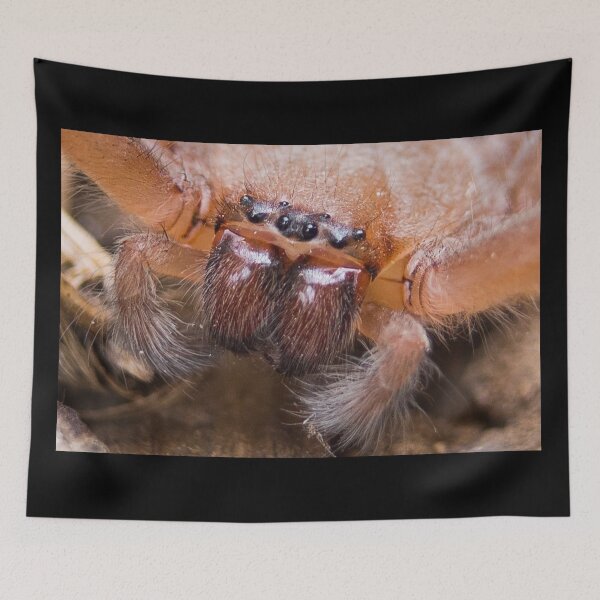 Item preview, Huntsman spider designed and sold by shaynetwright.