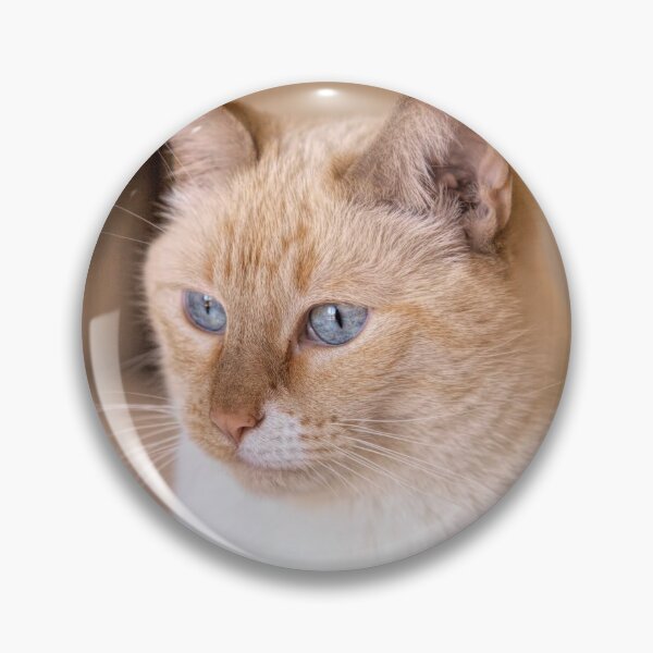 Item preview, Content Flame Point Siamese Cat designed and sold by Elisabeth Lucas.