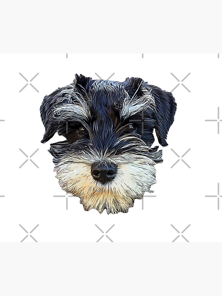 Schnauzer hotsell mini puppy