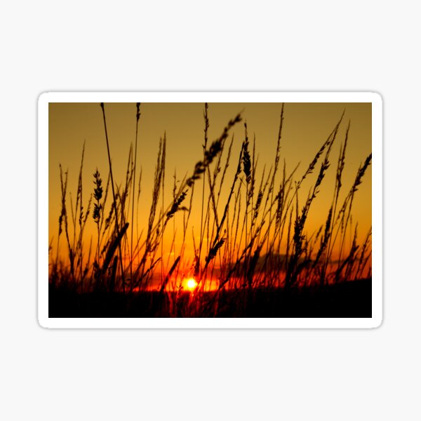 Sunset behind the grass Sticker