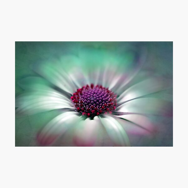 Margerite Fotodruck