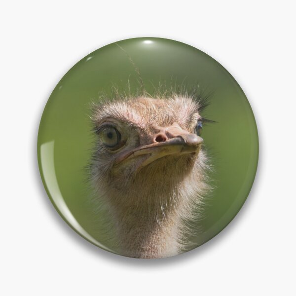 Item preview, North African Ostrich designed and sold by rawshutterbug.