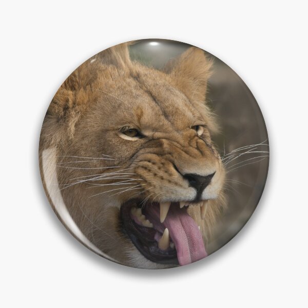 Item preview, Young Lion Showing His Teeth designed and sold by rawshutterbug.