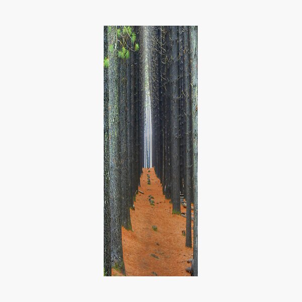Item preview, Natures Cathedral - Laurel Hill NSW, The HDR Experience designed and sold by Salieri1627.