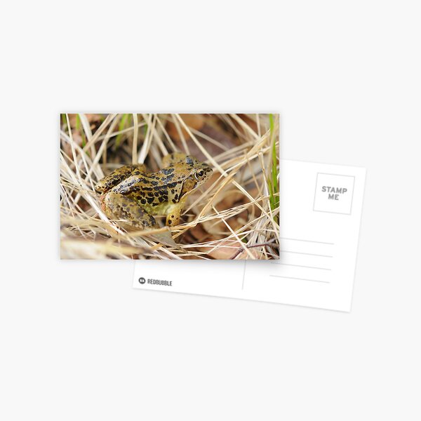 Common Frog Postcard