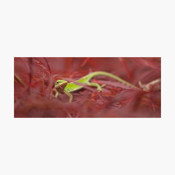 Camouflage Epic Fail Photographic Print