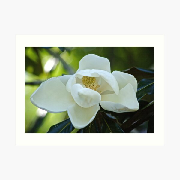 Magnolia in Bloom Art Print