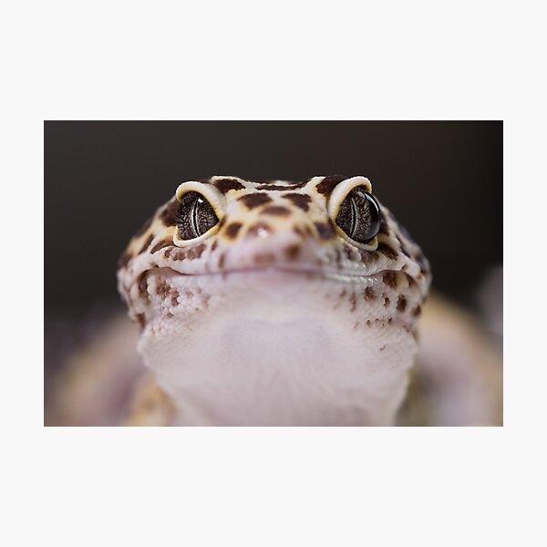 Item preview, Leopard Gecko designed and sold by ReptileAmphibia.