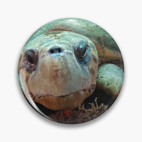 Item preview, Curious Loggerhead Turtle designed and sold by Ronald Missick.
