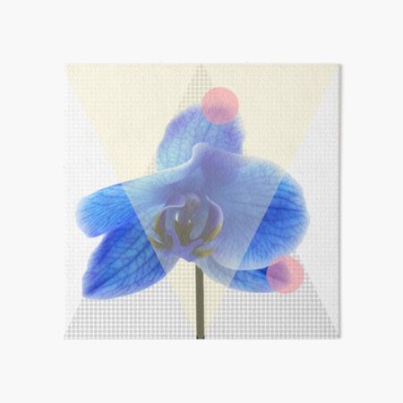 Blaue Orchidee mit Pinken Punkten Galeriedruck