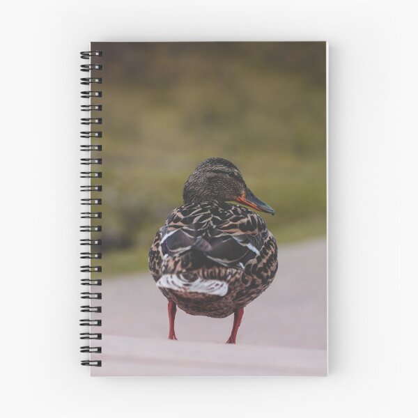 Item preview, Close up of a female mallard duck designed and sold by macroviewpoint.