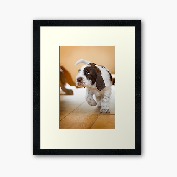 Blue eyed boy Spinone Framed Art Print