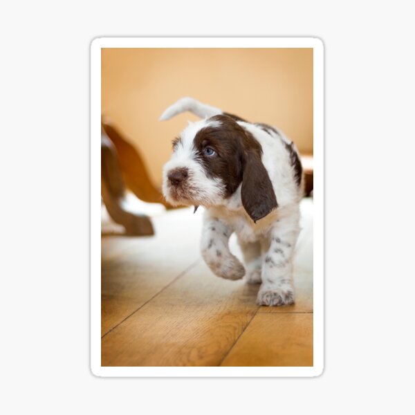 Blue eyed boy Spinone Sticker