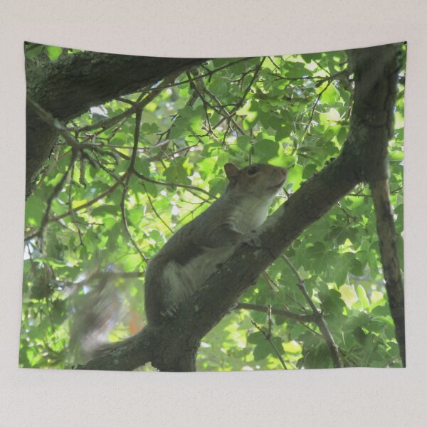 Item preview, Grey squirrel in the tree canopy designed and sold by joshuarainbird.